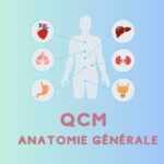 QCM anatomie générale